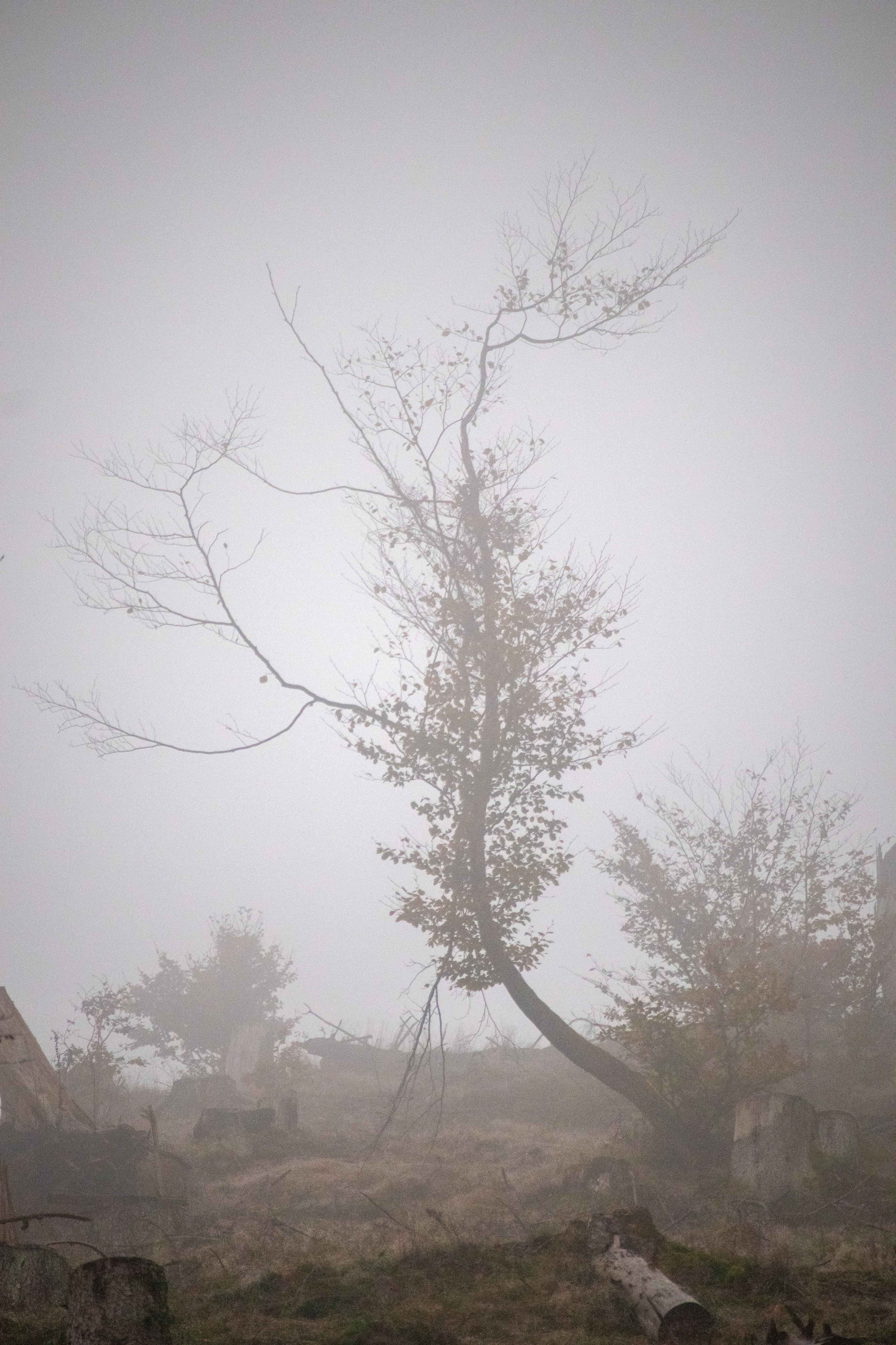 Ein Baum an der Talsperre Schönbrunn im dichten Nebel